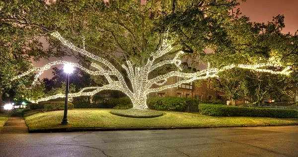 Close view of a tree trunk and branches wrapped in warm-white lights